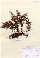 藏品(細葉蕗蕨)的圖片